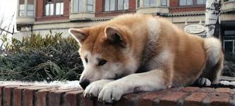 Bức ảnh cuối cùng về chú chó trung thành Hachiko
