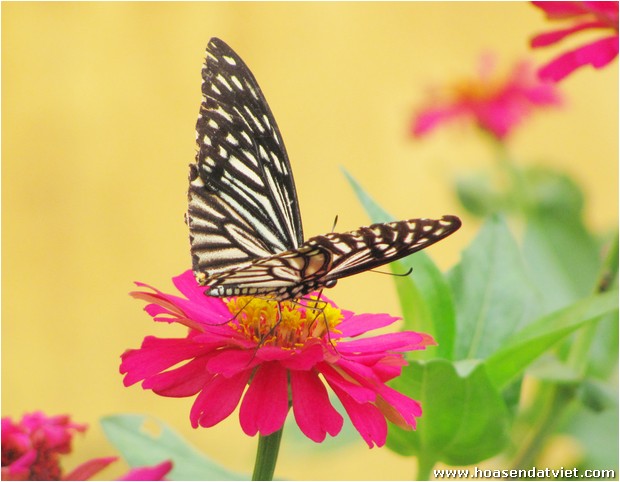 Từ hiệu ứng con bướm đến pháp giới Hoa Nghiêm