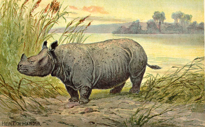 Huyền thoại và sự thật về sừng tê giác (Kỳ cuối)